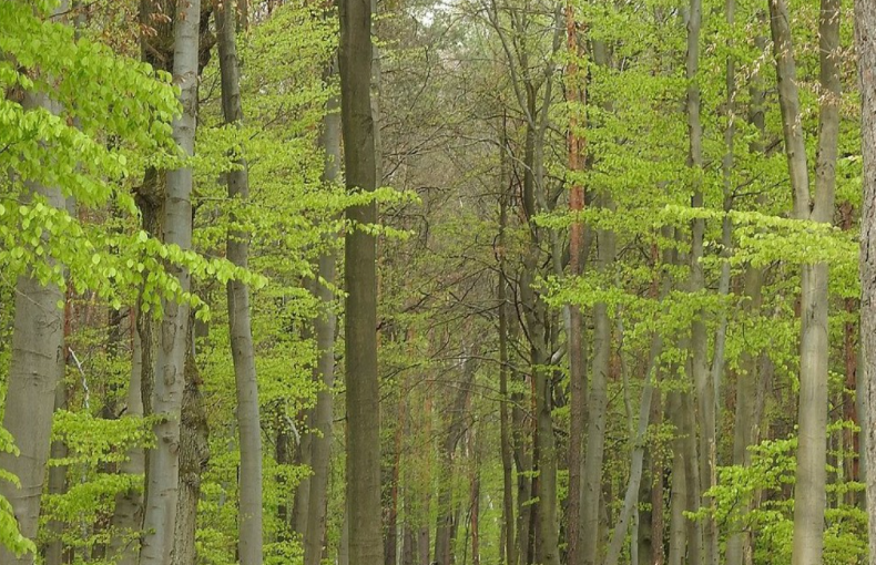 Ruhe und Erholung im Lohwald
